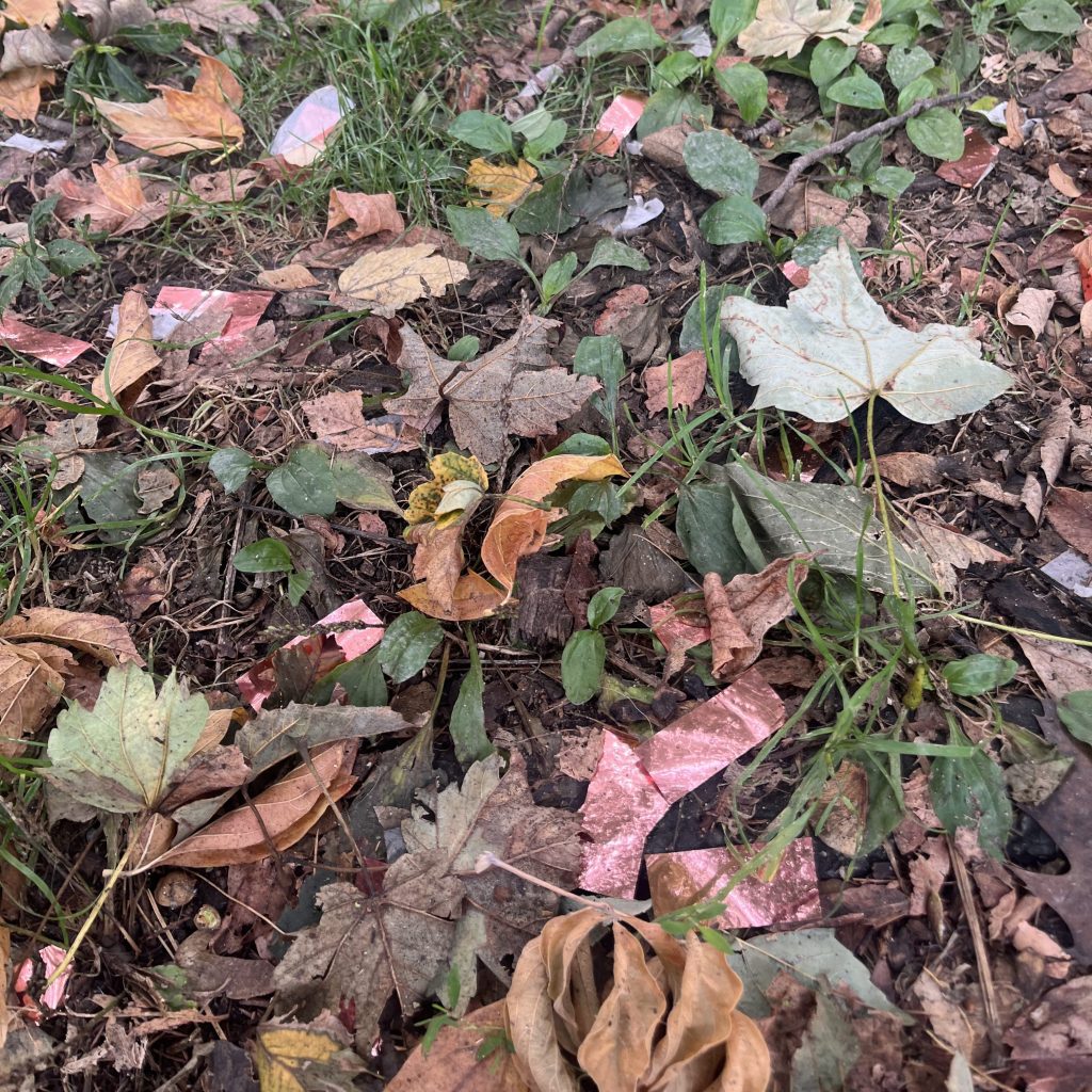 Band-aids and confetti sprinkled throughout leaf litter in a park.